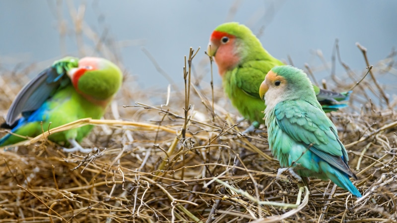 cute, pets, nest, switzerland, brown, parakeet, birds, multi Colored, feather, parrot, yellow, zoo, colorful, nature, grass, bird, nikon  d4, hay, winter