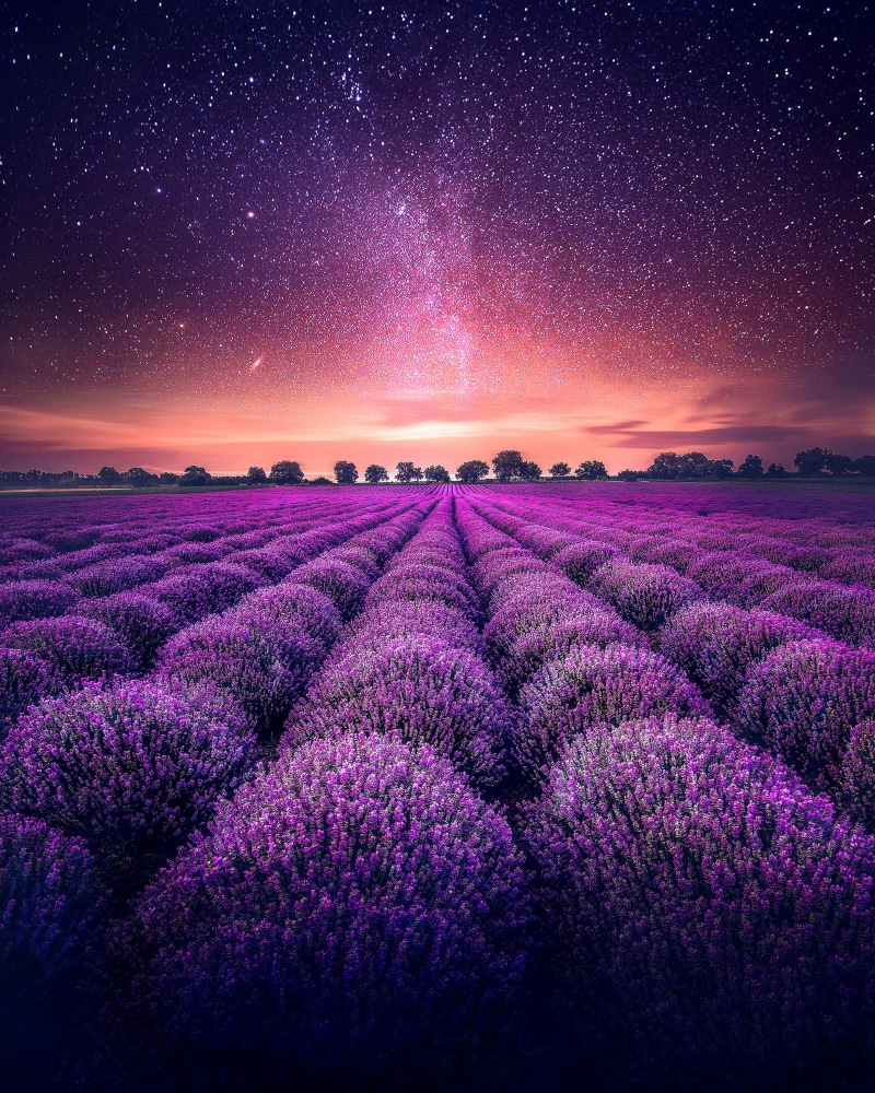 Lavender fields, 4K, Starry sky, 4K, Lavender farm