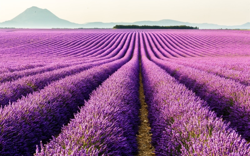 1080P, Purple, Flowers, Field, France, Lavender, Provence, Valensole