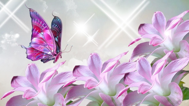 3d and abstract, firefox persona, purple, petaled, floral, flower, devine, butterfly, stars, flowers, lavender, 1080P, pink, sparkles