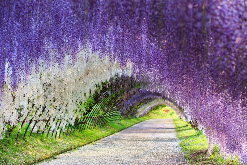 footpath, day, flower tunnel, Wisteria, flower, backgrounds, growth, nature, europe, blue, agriculture, flower Head, no People, autumn, pink Color, purple