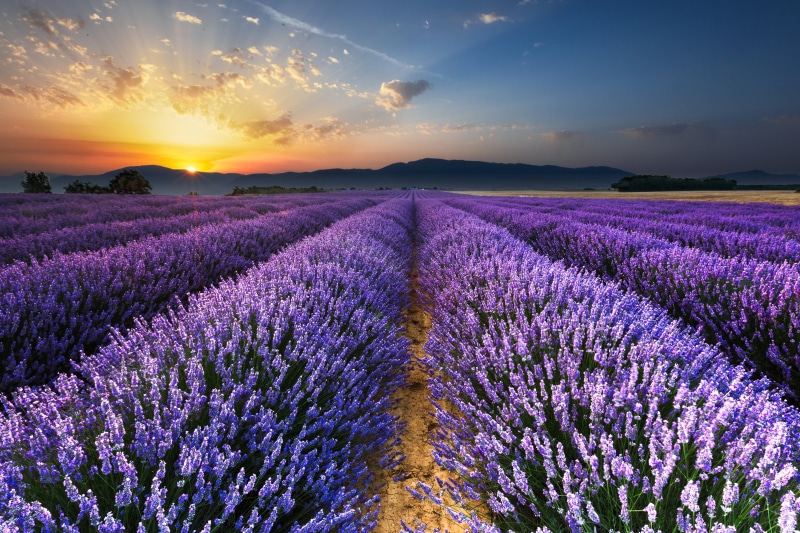 sky, purple, scented, scenics - nature, outdoors, landscape, blue, no People, flower, europe, meadow, backgrounds, sunlight, vibrant Color, sunset, lavender