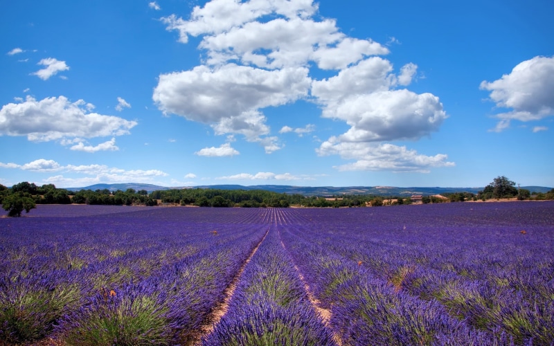 1080P, Lavender, Provence, France