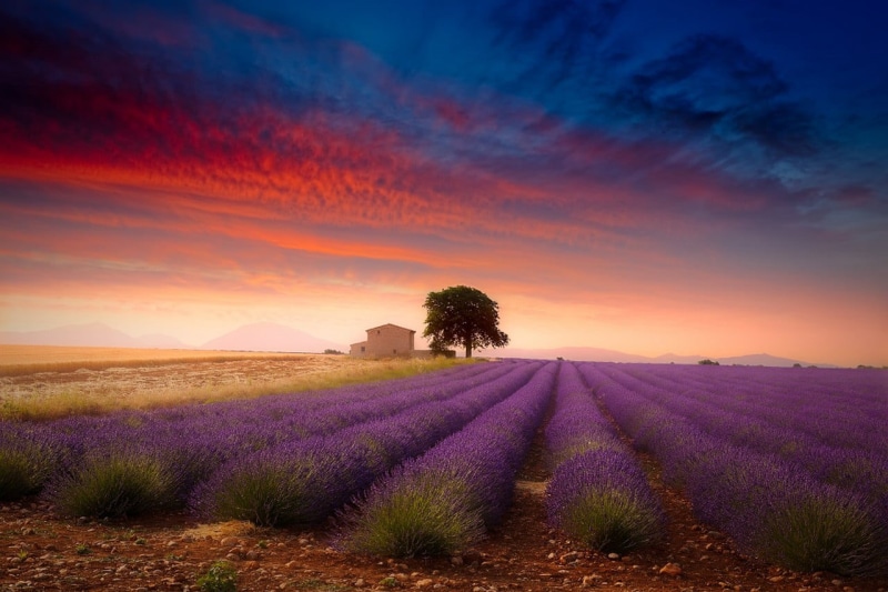 outdoors, sunset, landscape, cloud - sky, tranquility, no people, rural scene, flower, land, 720P, nature, idyllic, flowerbed, beauty in nature, environment