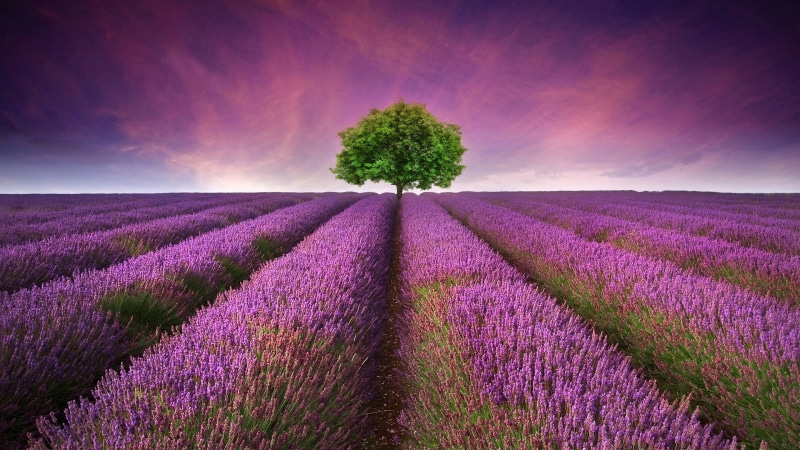Field, 2K, Purple, Lavender, Tree, Flowers, Lonely, Beautiful