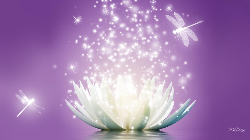 water, 1080P, dragonflies, sparkle, floating, lavender, lotus, lilac, stars, dragonfly, flower, reflection, bugs