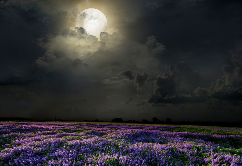 rural Scene, landscape, growth, nature, the moon, blossom, sunlight, meadow, land, flower, beauty In Nature, backgrounds, idyllic, non-Urban Scene, agriculture