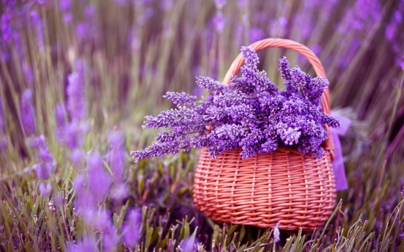 flowers, beautiful, beautiful flowers, 2K, gorgeous, purple flowers, lavender