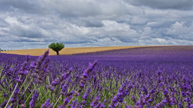 blue, lavender, springtime, plant, outdoors, meadow, green, sky, petaled, landscape, nature, leaf, beauty In Nature, agriculture, cloudy, france, purple