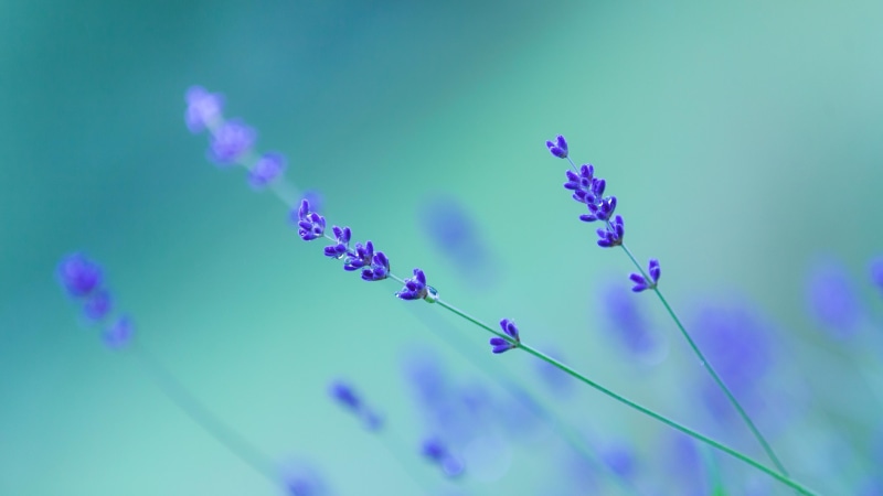 lavender, macro photography, purple flowers, close up, blurry, english lavender, flower, 4K, sky, plant