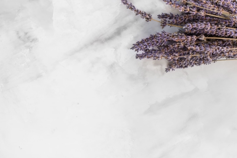 growth, sky, flower, surface, winter, nature, no people, low angle view, marble, white, background, grey, flora, cold temperature, dried flowers, freshness