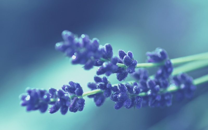 vulnerability, plants, macro, purple, flower Head, healthcare And Medicine, science, fragility, lilac, food and drink, biology, lavender, blue, growth
