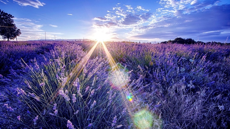 sunrise, sunray, sky, lavender, 4K, morning, lavender field