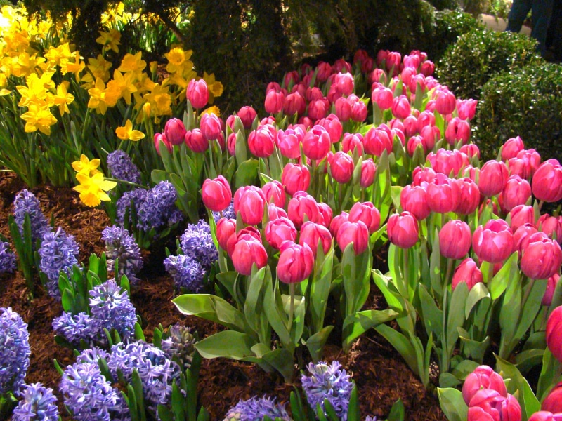 Spring Flowers, springtime, multi Colored, red, Spring  Flowers, lavenders, 2K, flower, flowerbed, tulip, nature, pink Color, purple, green Color, Tulips
