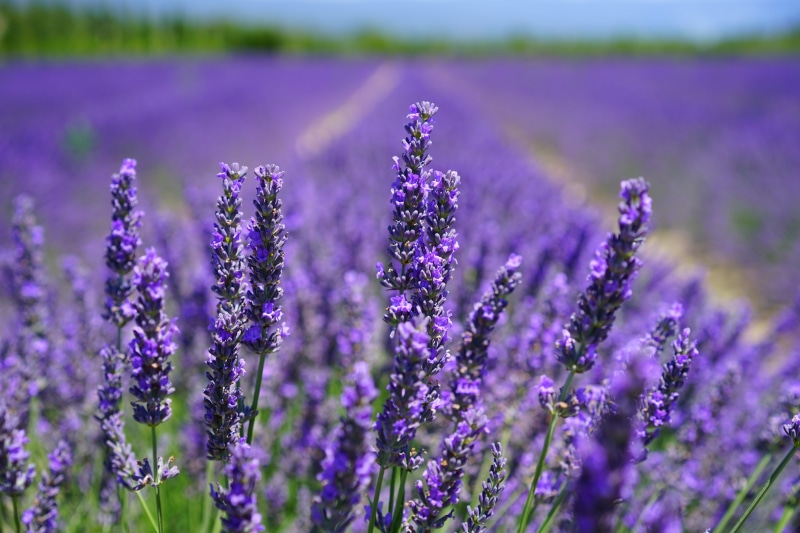 landscape, scented plant, wildblue, cottage garden, garden, decorative, focus, blooming lavender, fragrant, flowerbed, field, lavandula angustifolia, herbs