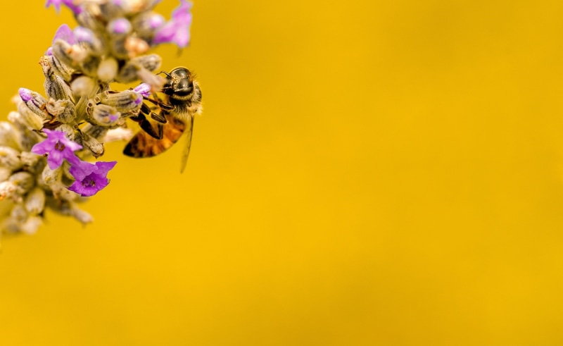 flower head, 2K, Background, flower arrangement, copy space, one animal, studio shot, Animals, Busy, Nature, Nectar, LaCanadaFlintridge, colored background