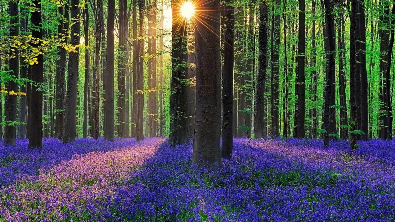 sunlight, lavender, land, spring, flowerbed, belgium, outdoors, bluebell, hallerbos, 1080P, light, flora, europe, beauty in nature, springtime, plant