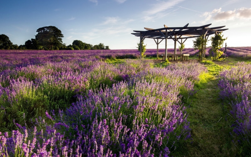 landscape, purple flowers, 1080P, flowerbed, beauty in nature, ornamental garden, lavender, no people, gazebo, cloud - sky, land, flower head, environment