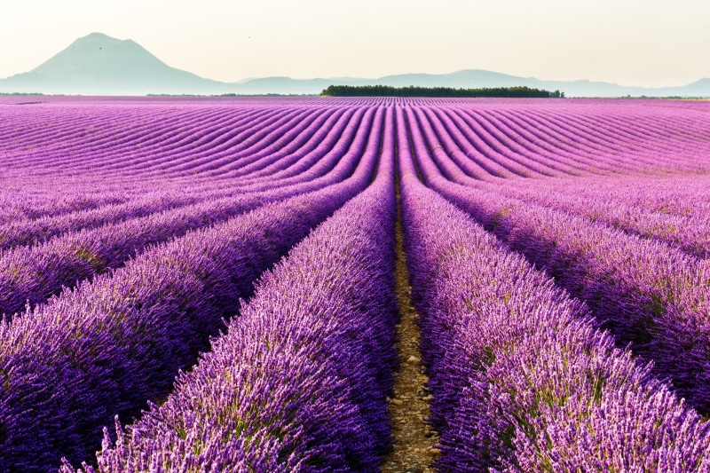 Provence, plantation, lavender, mountains, France, flowers, 1080P, Valensole