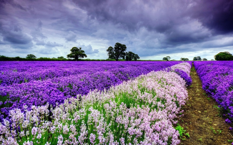 purple, lavender, tranquility, no people, flowering plant, flowerbed, 1080P, plant, windows backgrounds nature for pc 1920x1200, environment, nature, rural scene