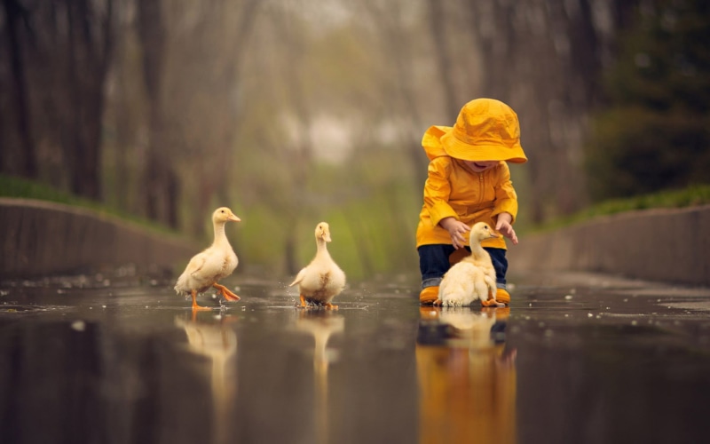 play, people, children, childhood, 1080P, goose, rain, cubs, funny