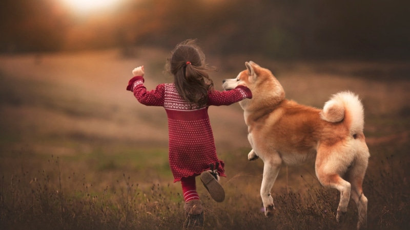 Shiba Inu, hairstyle, girls, childhood, domestic animals, children, one person, running, canine, animal, outdoors, pets, land, 1080P, animal themes, innocence