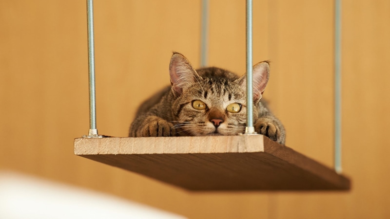 domestic animals, portrait, animal eye, tabby, swings, wood - material, container, cat, looking at camera, 1080P, domestic, black, domestic cat, whisker
