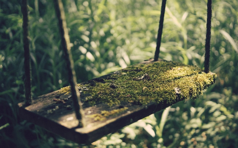 nature, swings, sunlight, selective focus, swing, focus, grass, brown, no People, tranquility, trunk, growth, outdoors, beauty in nature, close-up, tree trunk