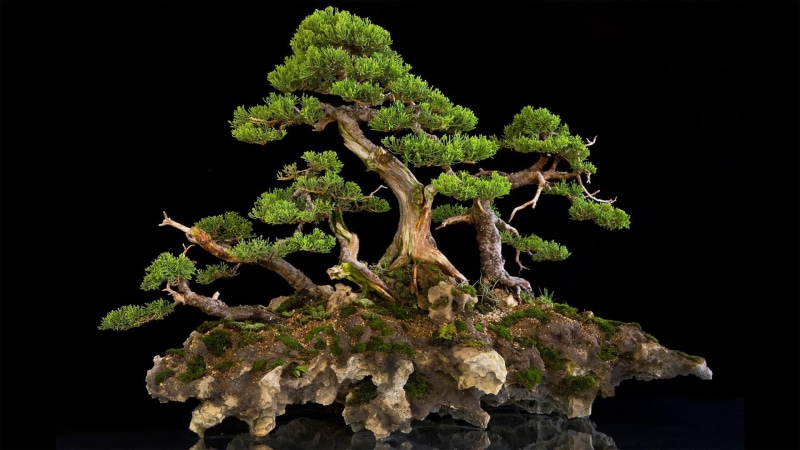 lichen, pattern, cut out, bonsai, green color, close-up, wood - material, moss, freshness, plant, nature, focus on foreground, studio shot, bonsai tree