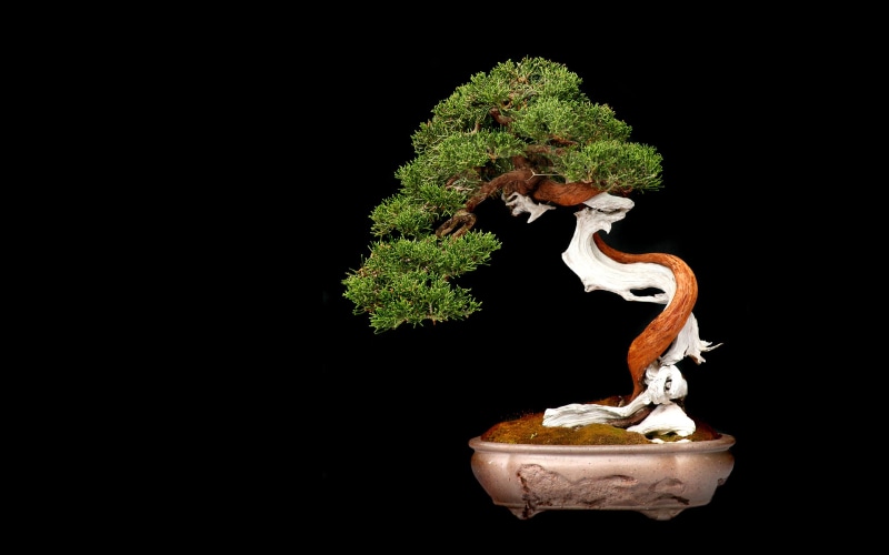 tree, bonsai, black, hd, 2K, nature