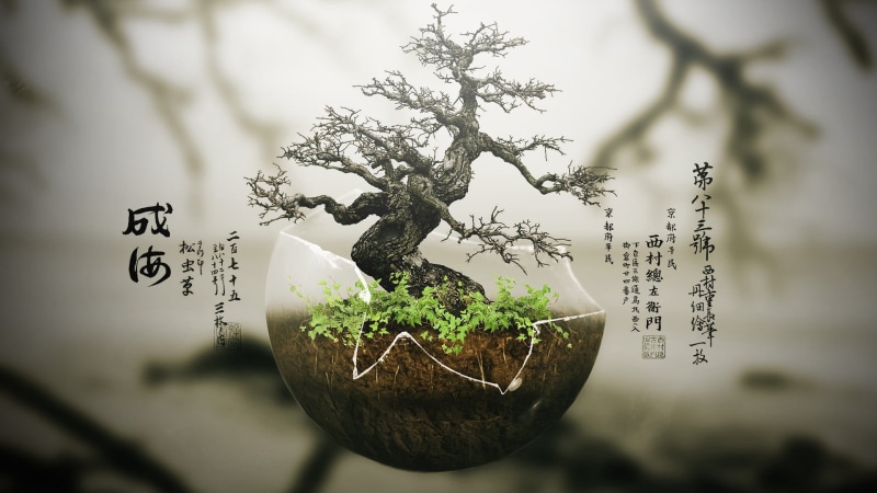 plants, nature, bonsai tree, focus on foreground, day, leaf, green, communication, close-up, growth, green color, trees, small, plant part, plant, selective focus