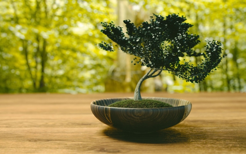 bonsai, wellbeing, green color, beauty in nature, close-up, no people, bonsai tree, white, still life, wood - material, growth, houseplant, focus on foreground