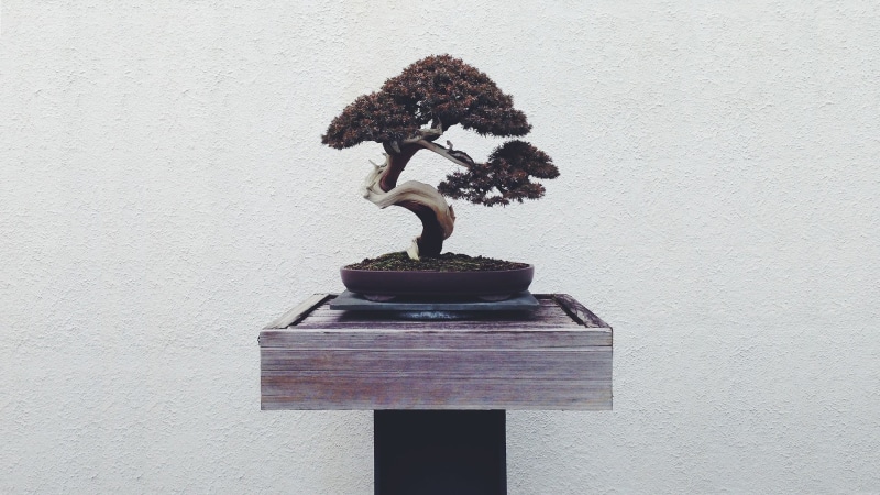 no people, flowering plant, bonsai, wood - material, built structure, flower, mini, creativity, tree, plant, architecture, potted plant, brown, table, wall - building feature