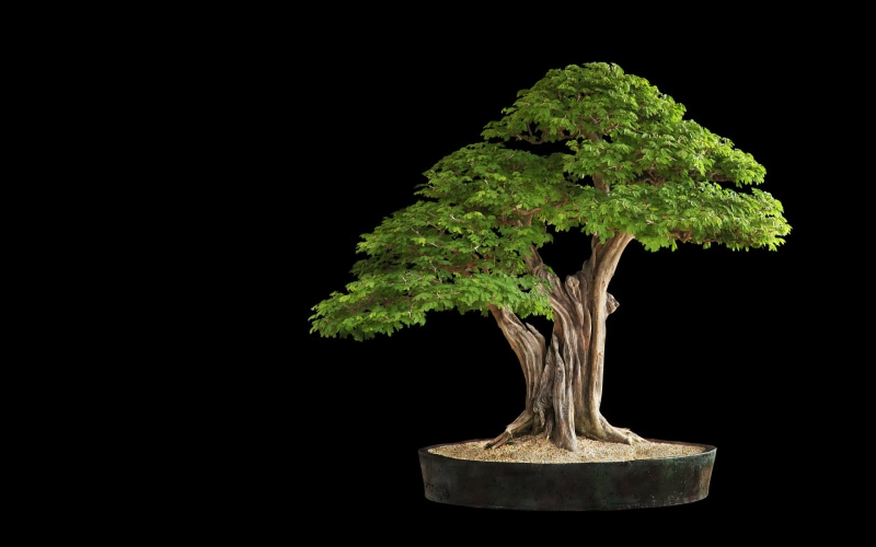 bonsai, tree, nature, black, 2K, hd