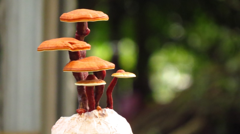 ganoderma lucidum bonsai, fragility, french food, plant, freshness, food, vegetable, food and drink, outdoors, fungus, brown, reishi bonsai, mushroom, vulnerability