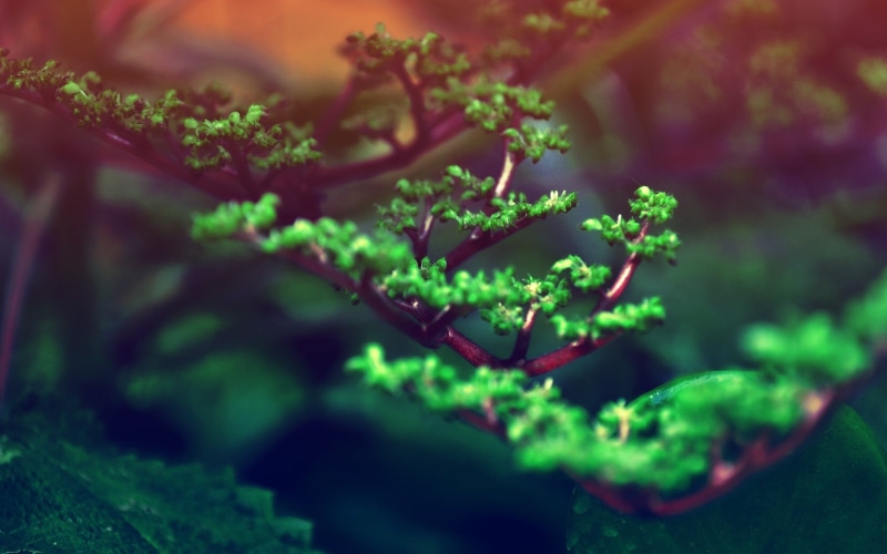 photo, depth of field, focus on foreground, freshness, no people, green color, 2K, vulnerability, plant part, outdoors, selective, plants, food and drink