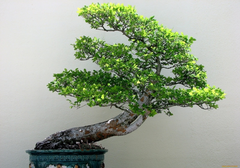 bonsai, trees, beauty in nature, bonsai tree, flower, 1080P, plant, architecture, plants, green color, day, outdoors, no people, potted plant, nature