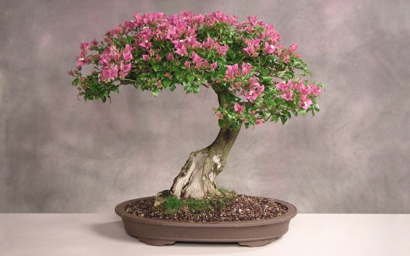 Bonsai, Tree, Trees, 1080P