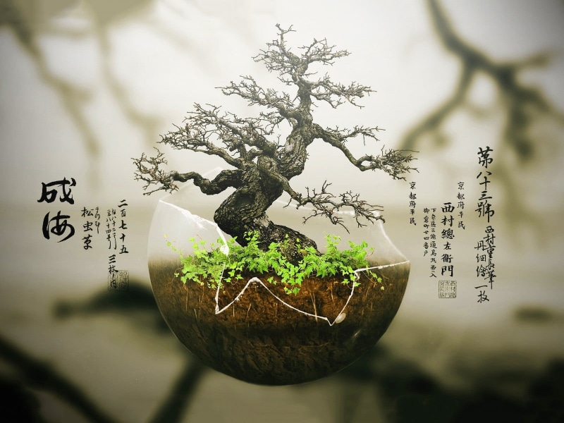 plant part, bonsai, gray, houseplant, outdoors, typography, no people, plants, branch, botany, plant, beauty in nature, close-up, trees, nature, text, growth
