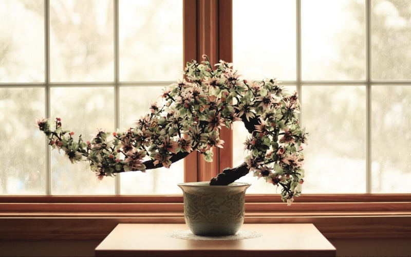 window, bonsai, 3d and abstract, oriental, plant, 1080P