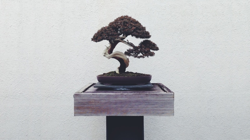 bonsai, 1080P