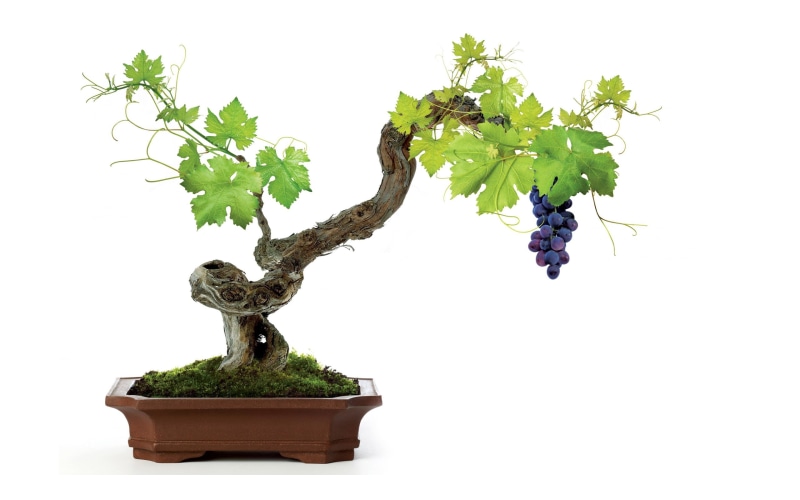 2K, white, grapes, vine, leaves, bonsai