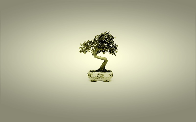 2K, simple background, miniatures, trees, bonsai