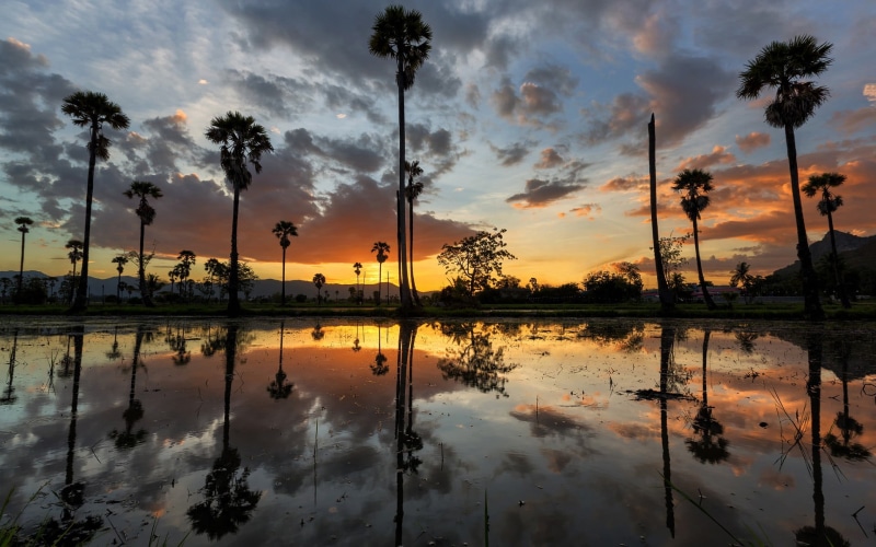silhouette, scenics - nature, sky, idyllic, symmetry, reflection lake, nature, tree, outdoors, lake, body, reflecting, beauty in nature, orange color, tranquility
