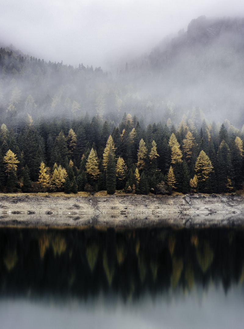 pine tree, beauty in nature, tree, mountain, fog, photography, mist, woodland, forest, environment, plant, coniferous tree, pine woodland, outdoors, body
