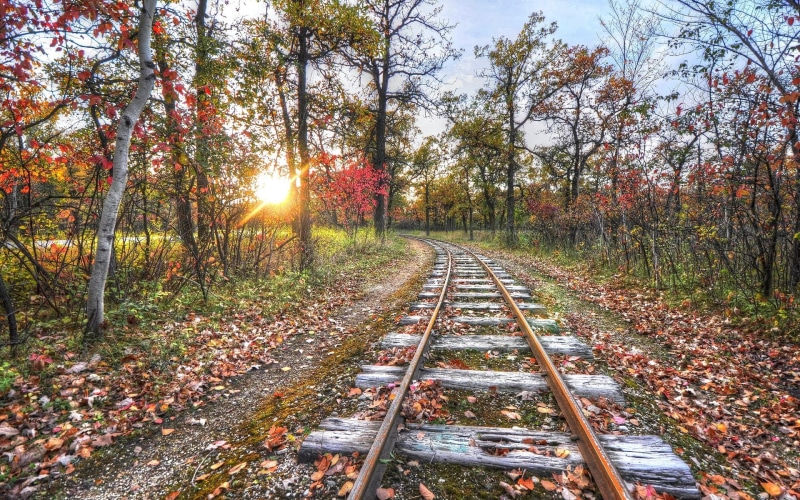 land, 1080P, plant part, tranquility, autumn, outdoors, diminishing perspective, fall, lens flare, change, direction, growth, the way forward, sky, nature