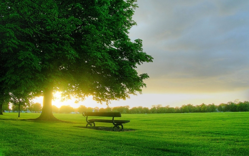 bench, tranquility, field, sunlight, green color, park - man made space, park, park bench, tree, land, growth, beauty in nature, sky, landscape, plant
