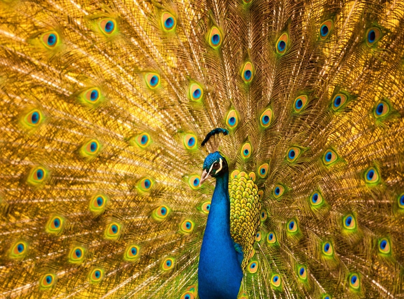 2K, day, beauty, Macro, Closeup, California, multi colored, Photography, world, fauna, no people, Arcadia, Colors, Blue, Vivid, Birds, feather, beautiful