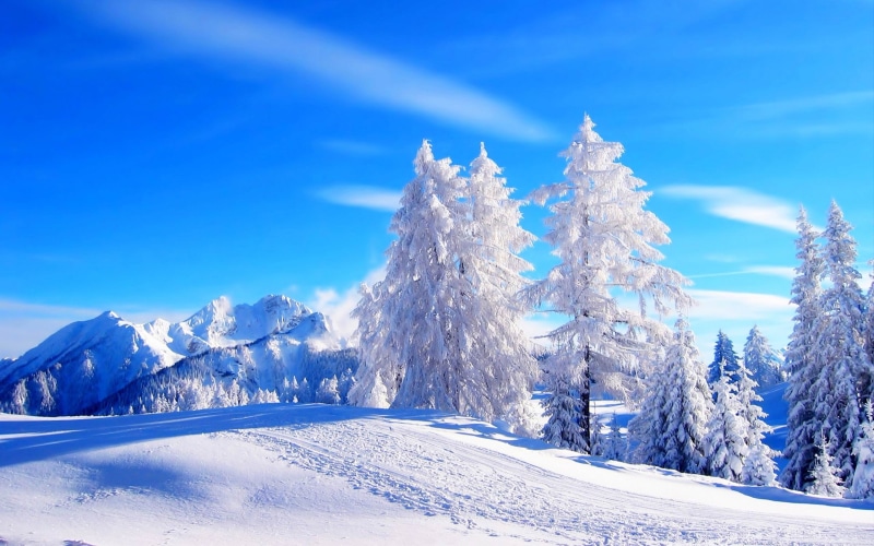 pine, snow, white color, plant, blue, winter, cold temperature, environment, 2K, covering, tranquility, beautiful, tree, beauty in nature, tranquil scene