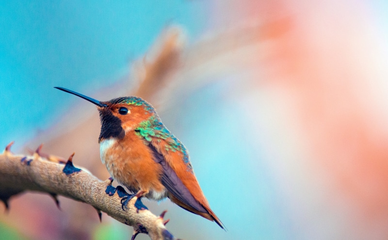 Animals, focus on foreground, unitedstates, California, Bird, flora, Sitting, Branch, Birds, Perched, outdoors, beauty in nature, beautiful, smallest birds in the world